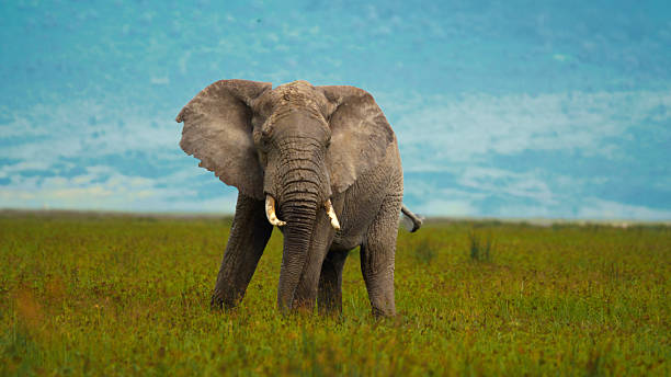 8-Day Elephant Kingdom